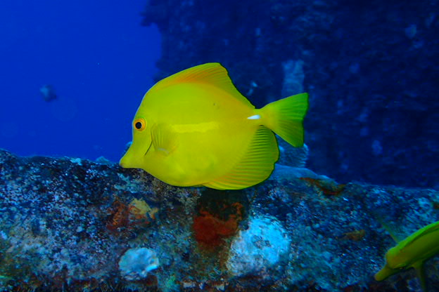 キイロハギ!! | ハワイダイビングはサンシャインスキューバで 