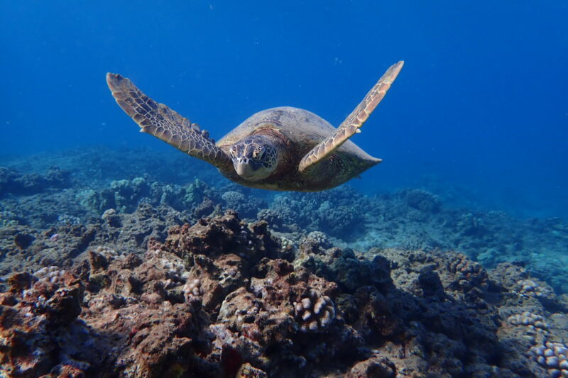 サンゴ礁の上を泳ぐウミガメ