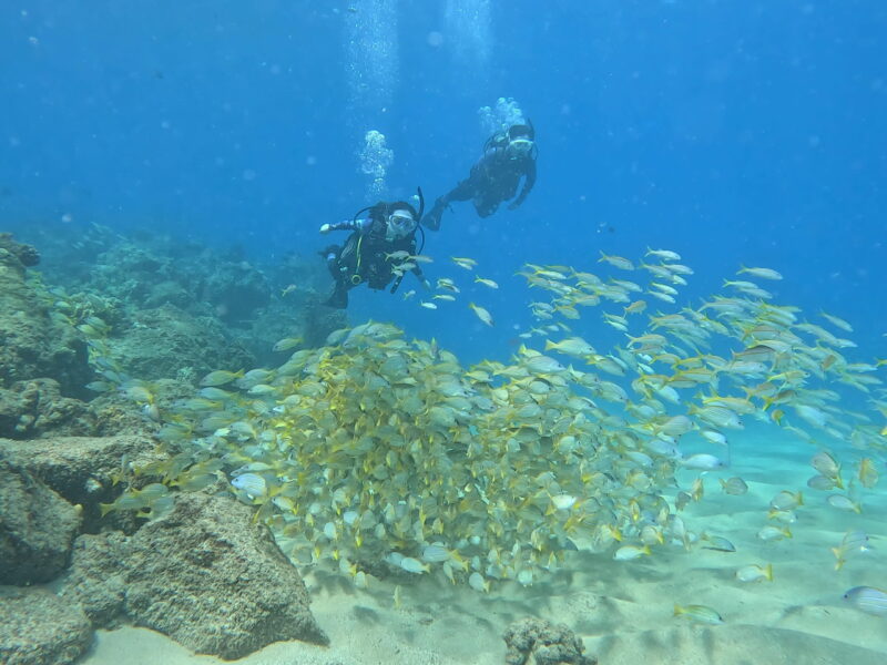 ビーチダイビングで出会う魚の群れ